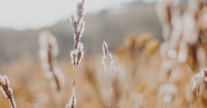 Online Therapy in Today's Mental Health Landscape image