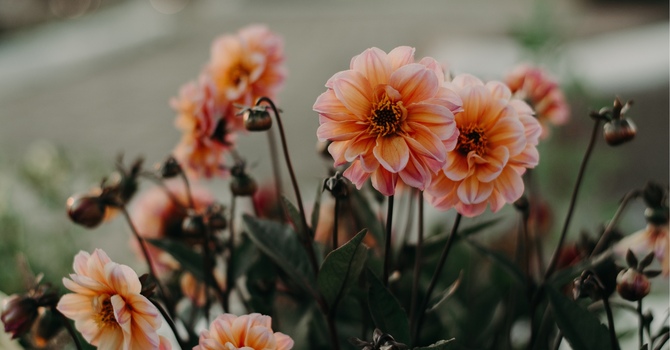 Online Therapy in Today's Mental Health Landscape image